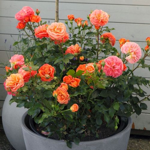 Pomarańczowy i różowy - Róże pienne - z kwiatami bukietowymi - korona krzaczasta